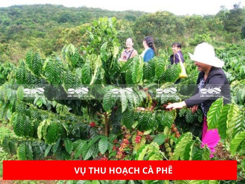 Vụ mùa thu hoạch cây cà phê