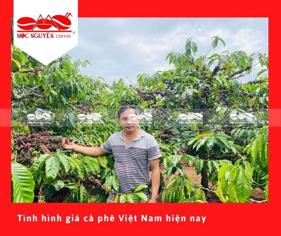 Tình hình giá cà phê Việt Nam hiện nay