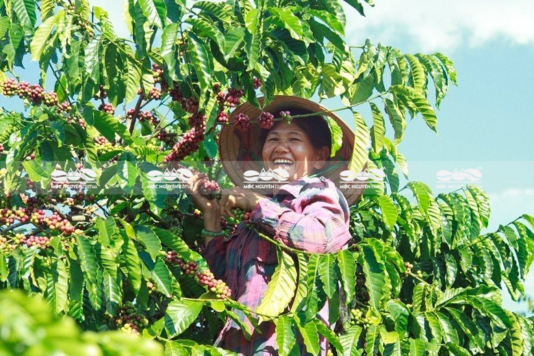 cà phê hạt rang nguyên chất, cà phê hạt rang xay nguyên chất, quy trình sản xuất cà phê rang xay, nhà máy sản xuất cà phê rang xay, sản xuất cà phê hạt rang xay nguyên chất, cà phê hạt nguyên chất, cà phê hạt pha máy, cà phê rang xay nguyên chất, sản xuất cà phê hạt rang xay nguyên chất, sản xuất cà phê hạt nguyên chất, sản xuất cà phê hạt rang xay, sản xuất cà phê rang xay